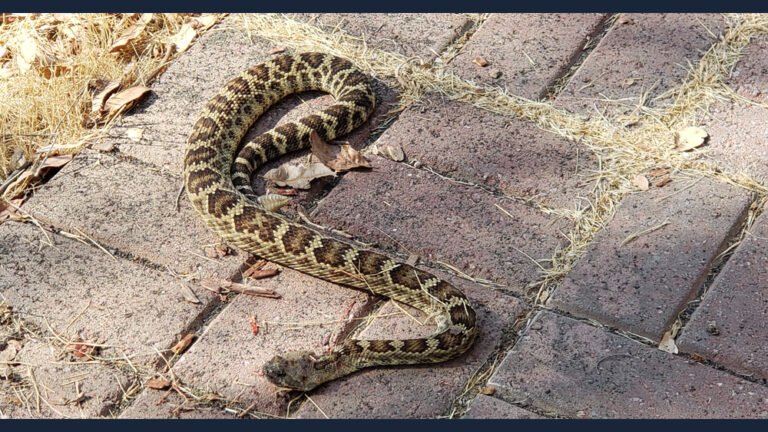 What Does A Rattlesnake Sound Like Karen Schulz what-does-a-rattlesnake-sound-like-karen-schulz