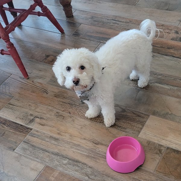 STella at dinnertime