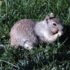 The-Great-Squirrel-Caper-by-Karen-Schulz-02