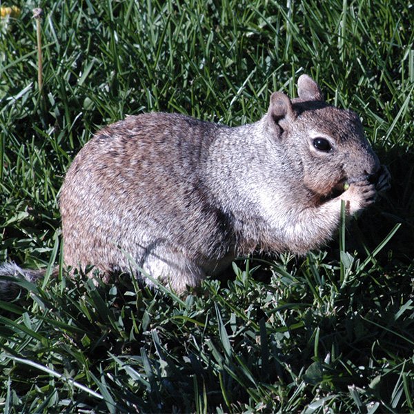 The-Great-Squirrel-Caper-by-Karen-Schulz-02