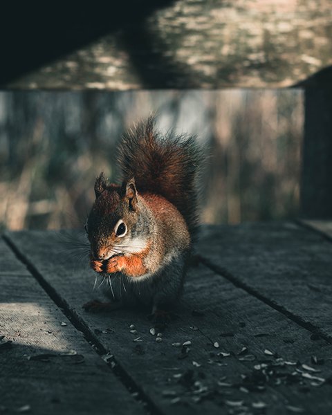 Squirrels, karen schulz