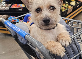 What-do-you-think-about-dogs-in-the-grocery-store-karen-schulz