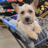 What-do-you-think-about-dogs-in-the-grocery-store-karen-schulz