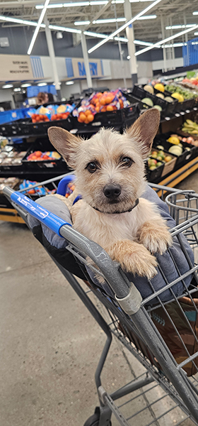 What-do-you-think-about-dogs-in-the-grocery-store-karen-schulz