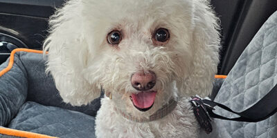 Stella-cataractsCoping With the news: My 8 year old Bichon Has Cataracts Karen Schulz