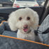 Stella-cataractsCoping With the news: My 8 year old Bichon Has Cataracts Karen Schulz