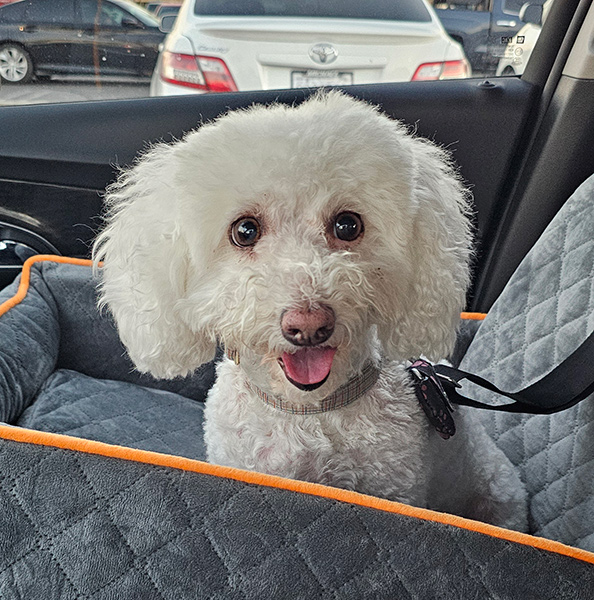 Stella-cataractsCoping With the news: My 8 year old Bichon Has Cataracts Karen Schulz