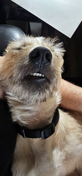 Gotcha Day jax 1