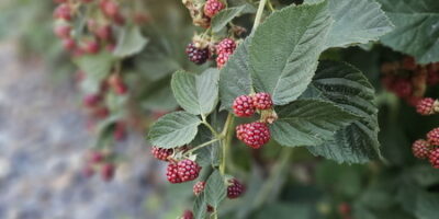 What a week in Idaho Taught me about Berries