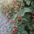 What a week in Idaho Taught me about Berries