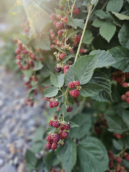 What a week in Idaho Taught me about Berries